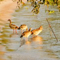 lakezonewonders_d1c50284650749e49ee0940c0899649e (1)